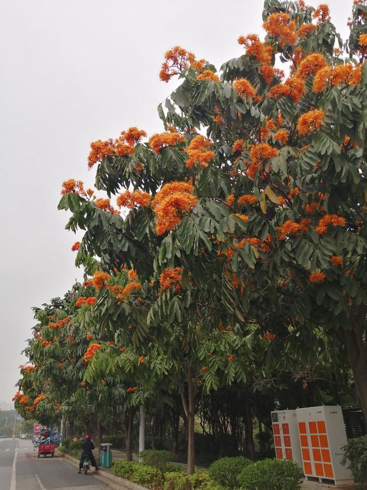 南宁这条路开满橙黄色的花，一丛丛像火焰一样，美得不像话！