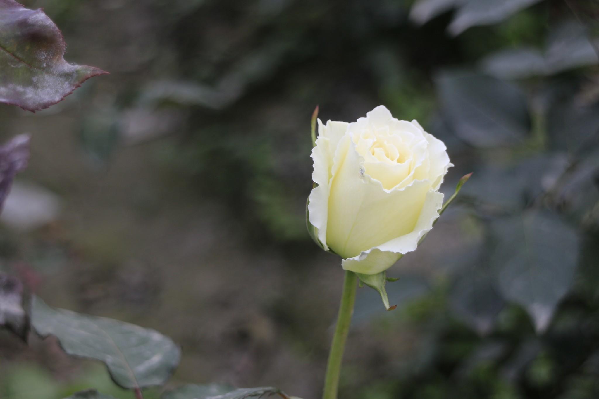 #消夏计划#在成都的那三四年——[天府玫瑰谷-薰衣草基地篇]