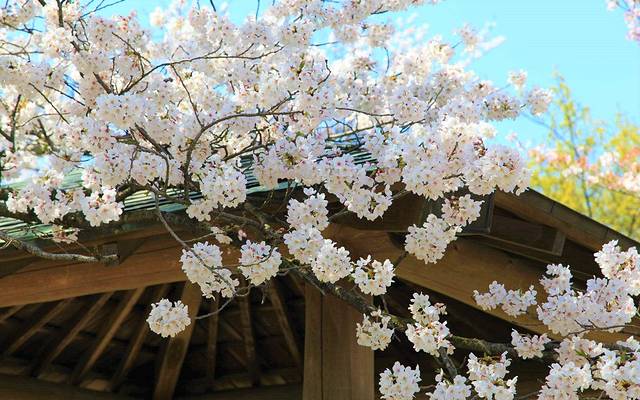 2022爱宕神社门票,福冈爱宕神社游玩攻略,爱宕神社游览攻略路线/地址