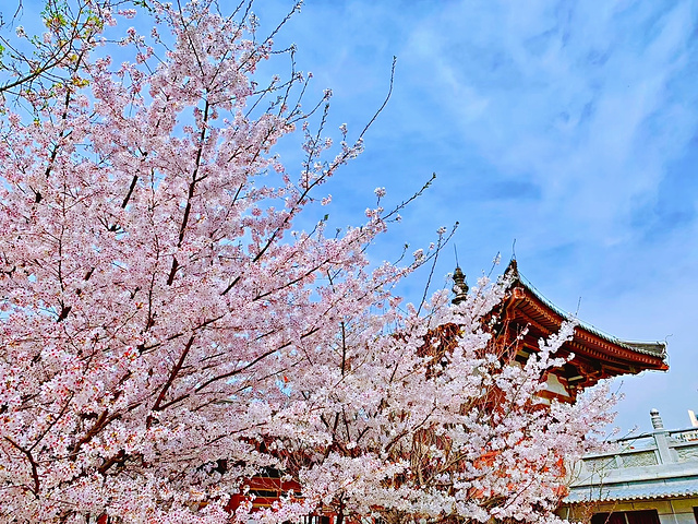 "日本的樱花原来来自这里!_青龙寺"的评论图片