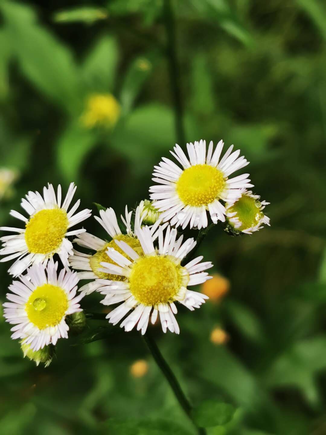 龙胜1日游