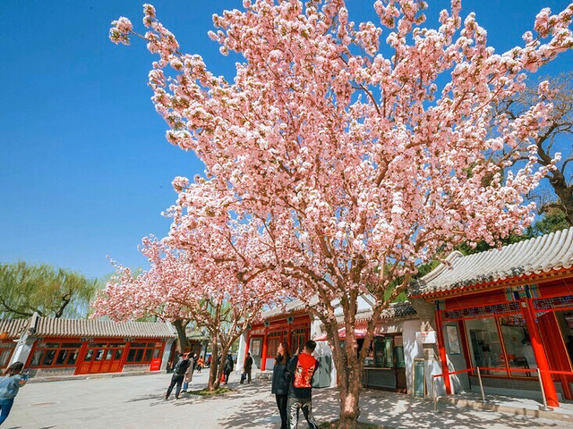 北京皇城根下踏春赏花好去处