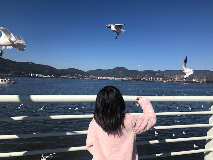 滇池喂海鸥图片