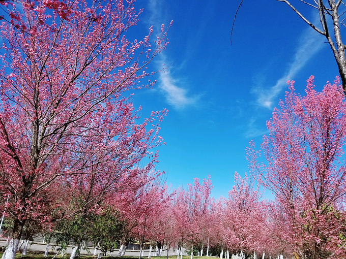 大理大学图片