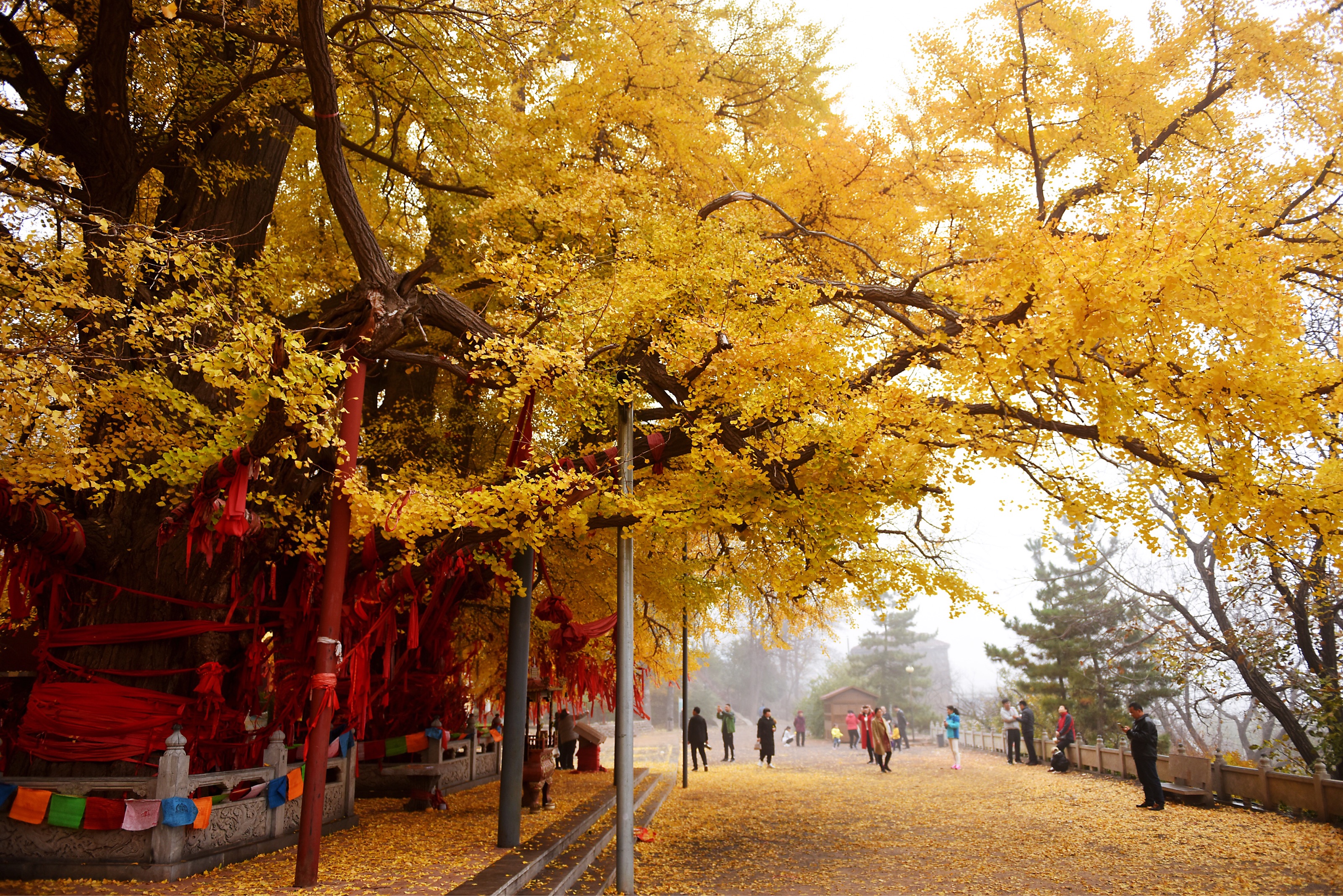 潍坊~安丘城顶山公冶长书院·辉渠梯田·赵家沟·峡山