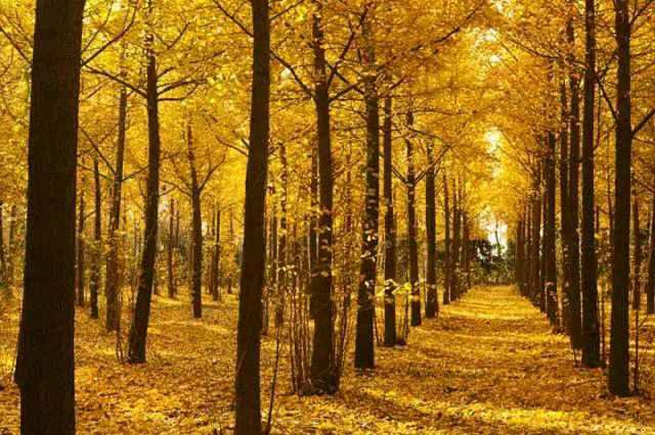 2020每年的10月底到11月份是汉阳陵银杏林最美的时候