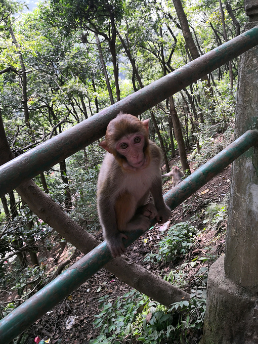 黔灵山公园图片