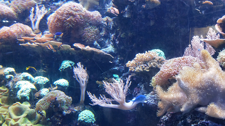夏日游玩的首选~上海海洋水族馆交通十分便利.