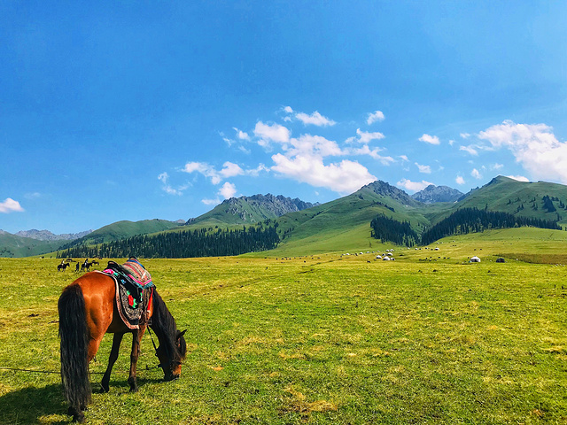 下午,伊犁,那拉提草原_那拉提旅游风景区"的评论图片