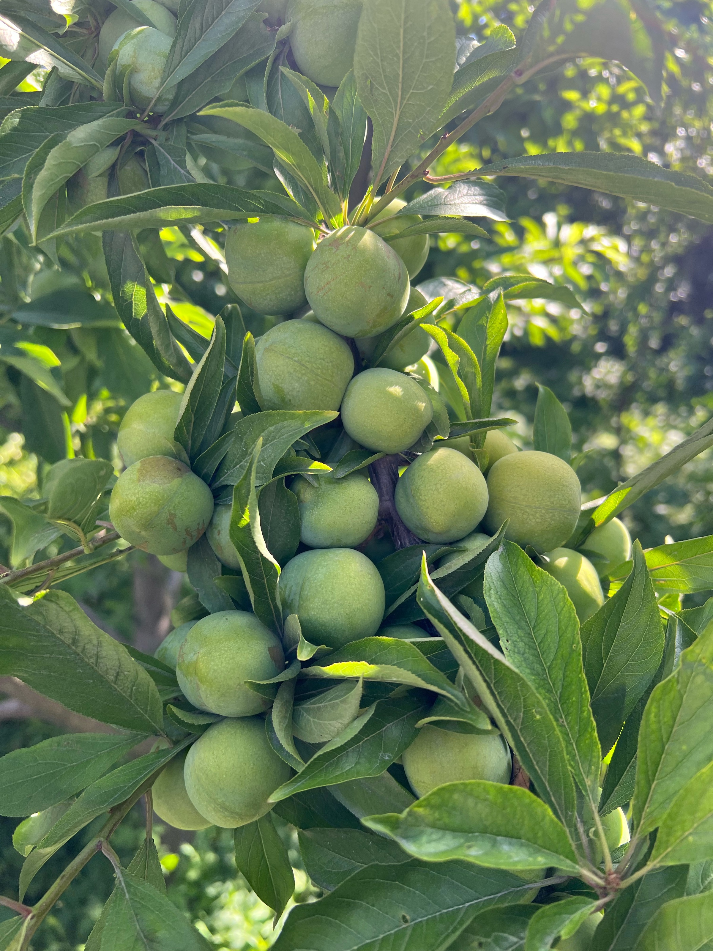 红原4日游