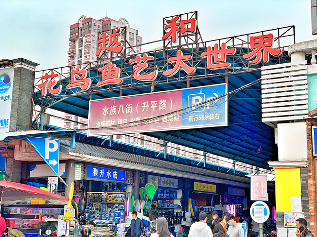"广州人最爱逛的观赏鱼市场坐落在老城区_花地湾花鸟鱼虫市场"的评论