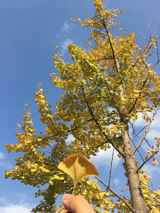 杭州旅游攻略 推开秋天的窗口:杭州漫游  银杏观赏点:华园弄(朝晖文化