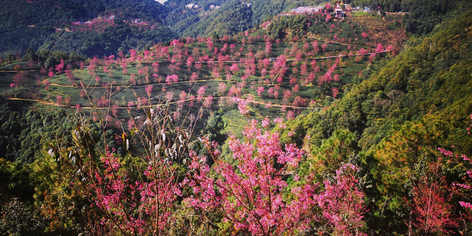 4.相约在大理———无量山樱花谷