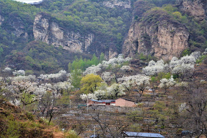 大滩梯田雄,环穿杏黄岭,梨花满苍穹  在京郊房山霞云岭乡有两个小山村