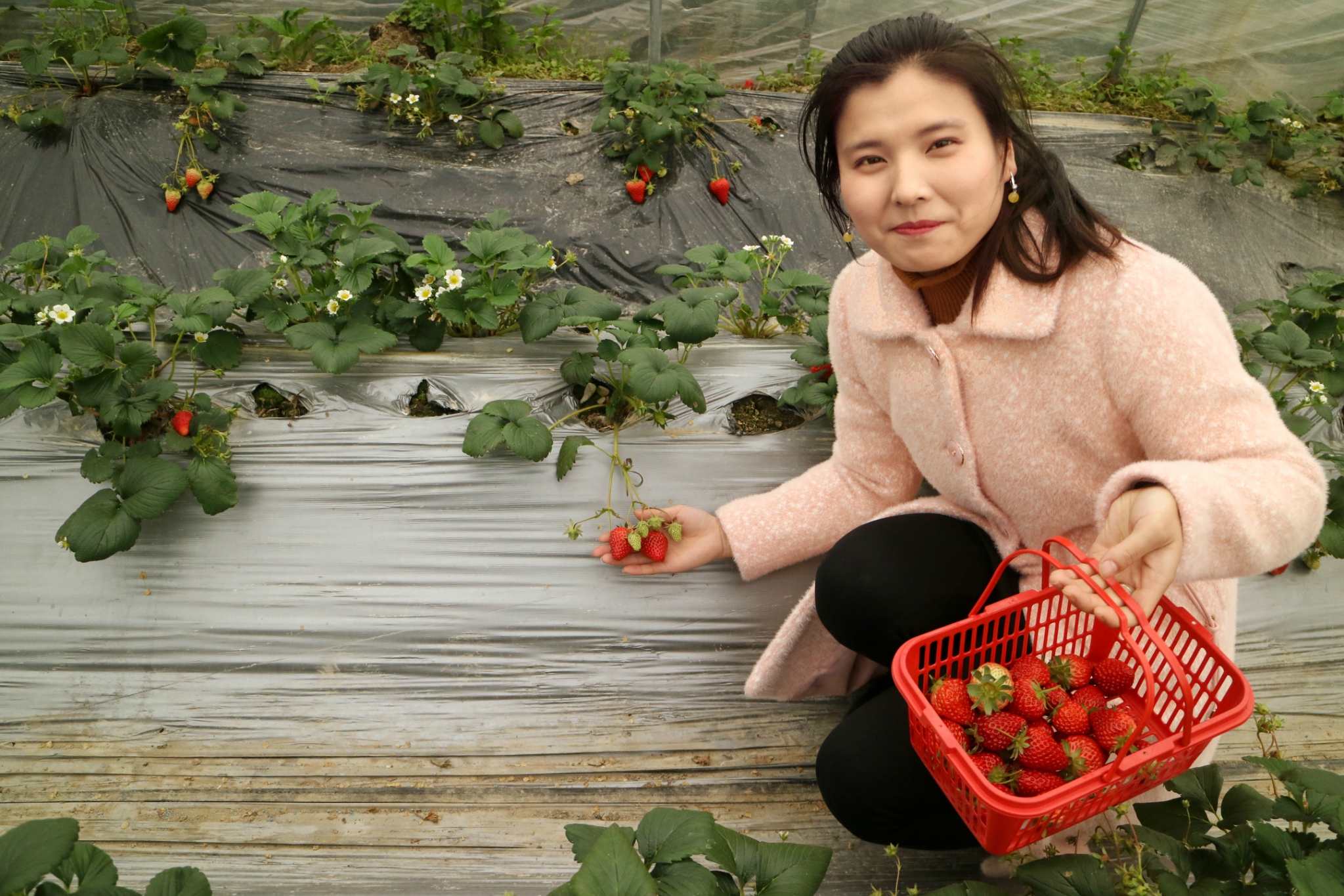 呈坎草莓采摘小记