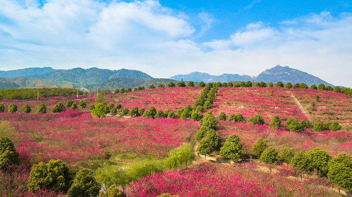 花海,湖泊,水天一色,观景最佳场地_木兰花谷的评论图片