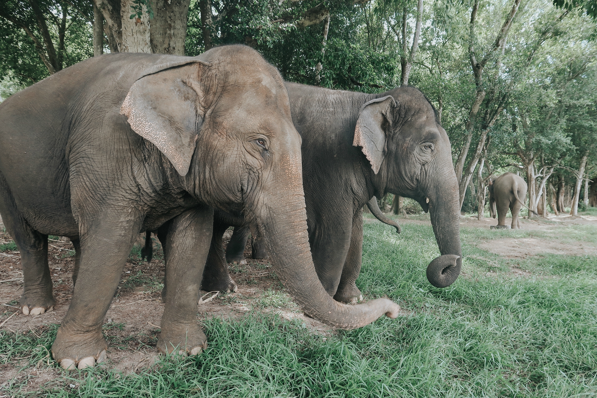 金三角老大黑礹\/&