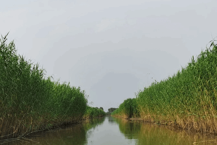 而高邮湖芦苇荡湿地公园是建在原芦苇种植区域内,总面积为35平方公里