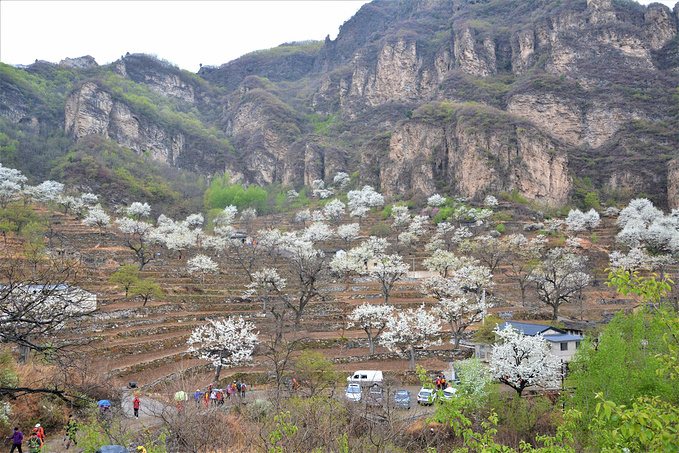 大滩梯田雄,环穿杏黄岭,梨花满苍穹  在京郊房山霞云岭乡有两个小山村