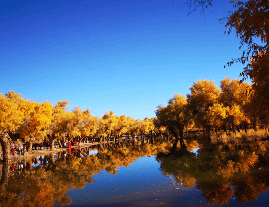 大漠胡杨林景区图片