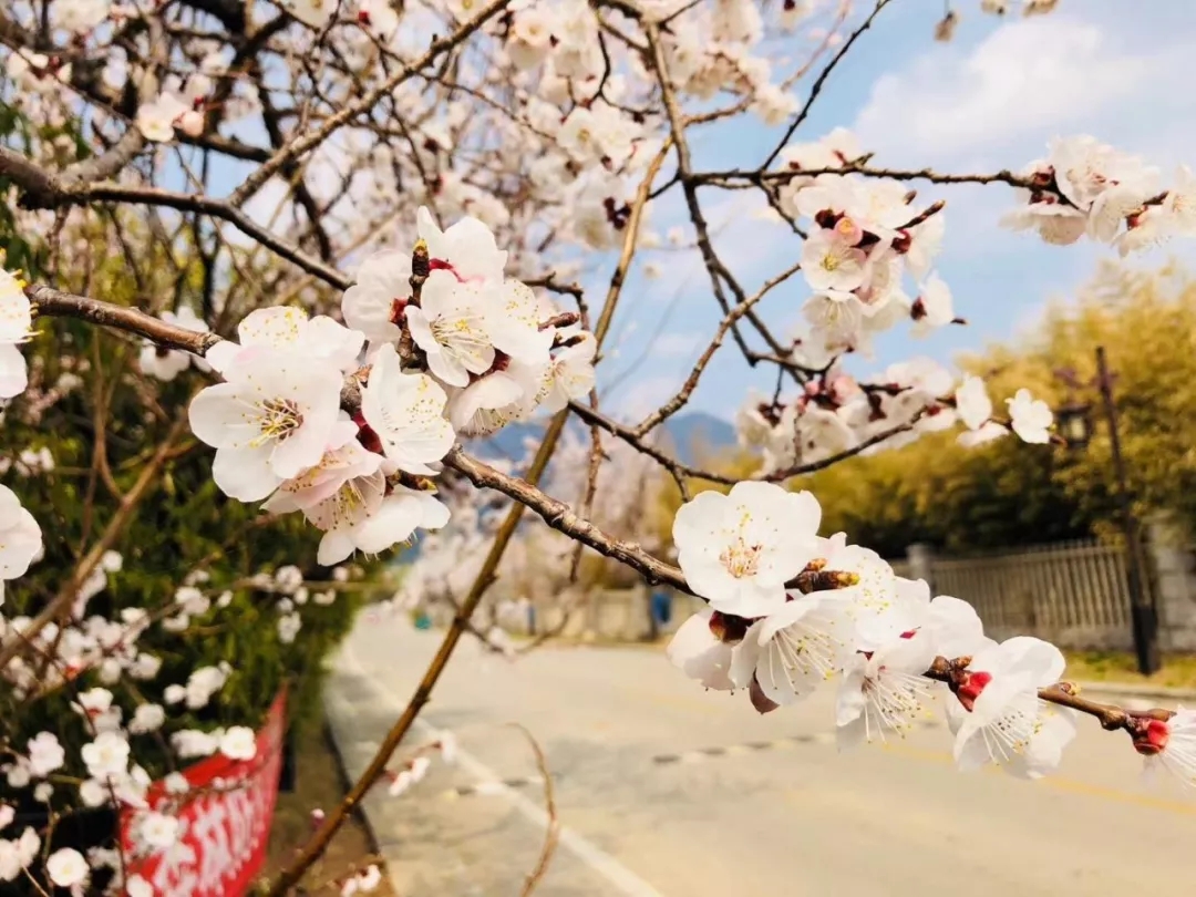 与其说喜欢春天，不如说喜欢春风和你！ 沂蒙山旅游区云蒙景区  