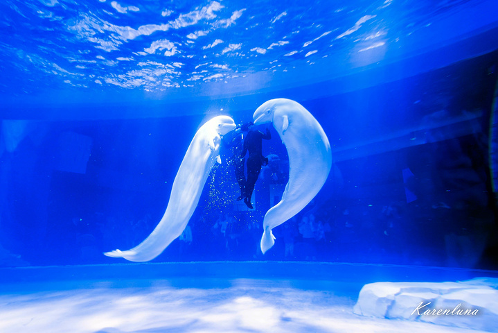 白鲸是我还没来到上海海昌海洋公园就一直心心念念想要看的动物之一