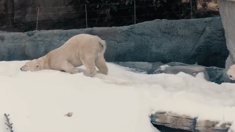 亚洲5家超特别的动物园都在这了,我要去看大西几和小凶许!