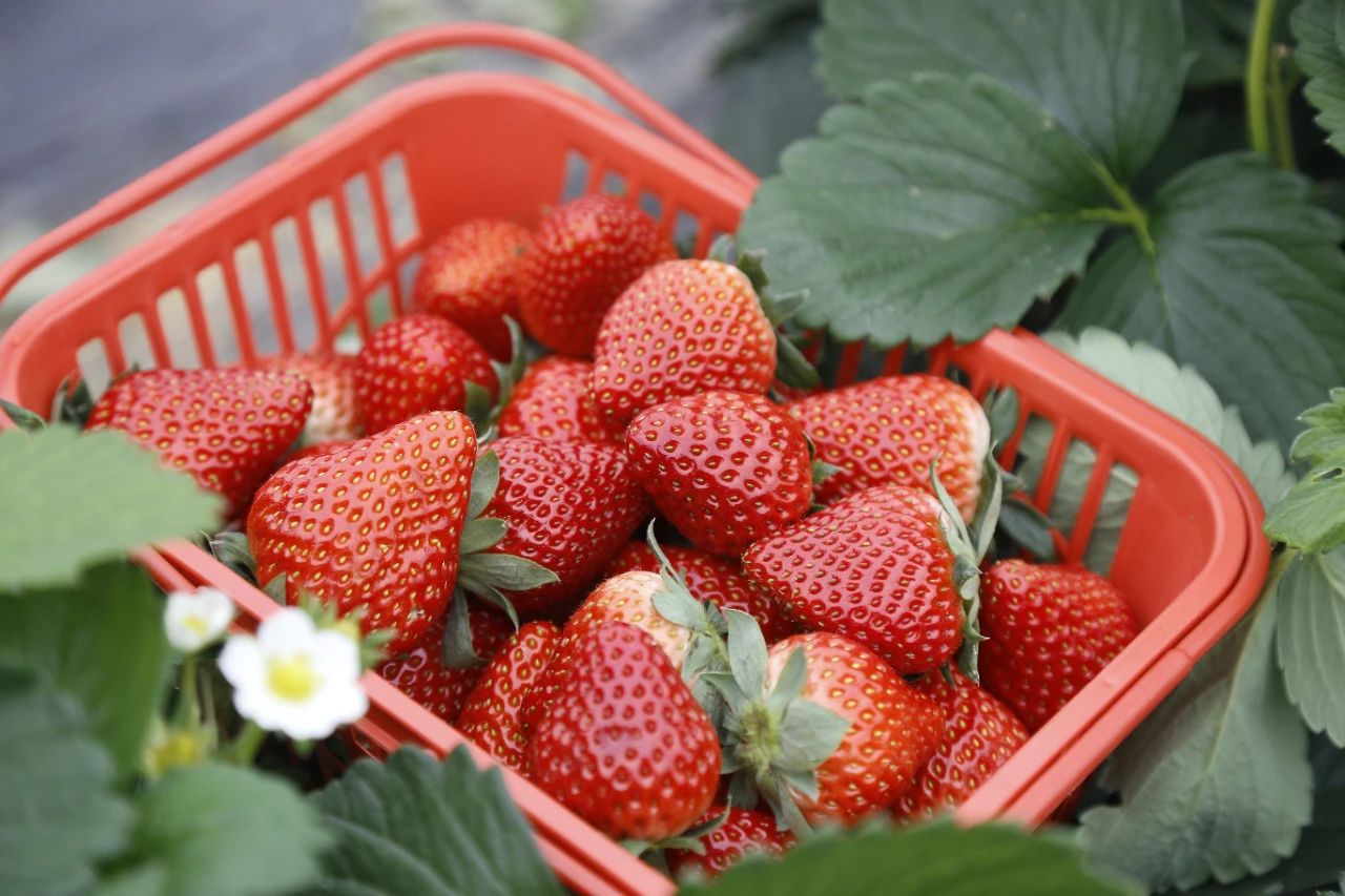 这个春天一起去船山摘草莓吧，约吗？