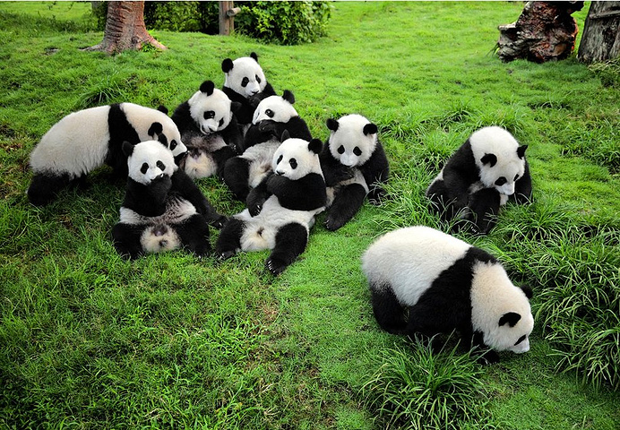 基地内有很多萌萌的大熊猫,你可以近距离的去观赏这些萌哒哒的国宝们.