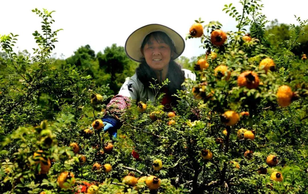 乡游黔中·龙里县 茶香村 │ 满山刺梨黄，一幅秋日丰收美景图