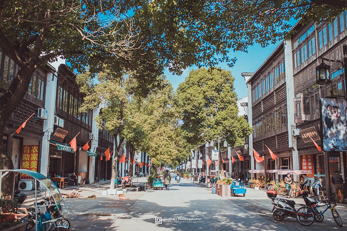 【再游张家港】枫叶荻花间,寻港城秋色