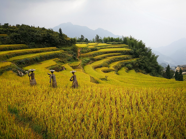 云和梯田,我还会再来的