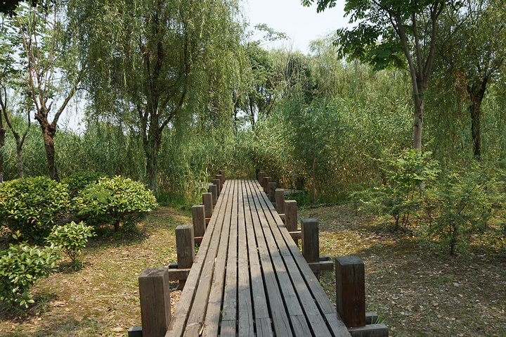 芦苇迷宫位于常熟沙家浜风景区内的湿地科普园内,有着好几条观赏芦苇