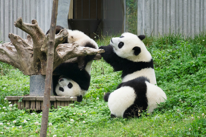 卧龙大熊猫保护区作为国内最好的熊猫基地之一里面的熊猫……可爱到