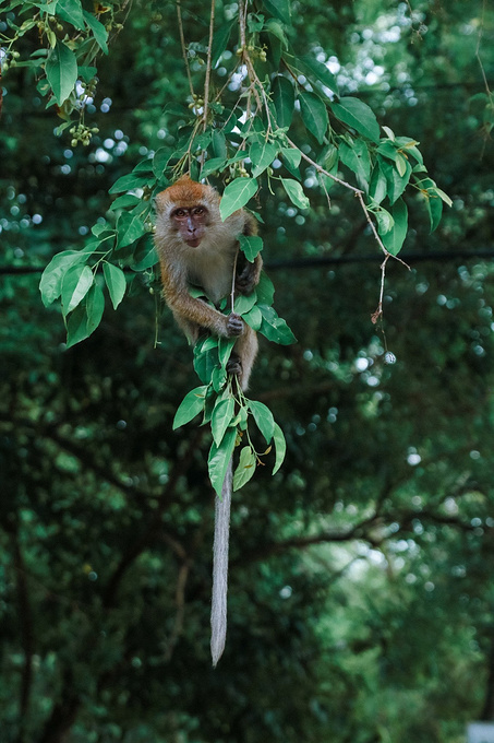 在园内邂逅了一只超有镜头感的猴子,调皮地在树上变换着各种倒挂的
