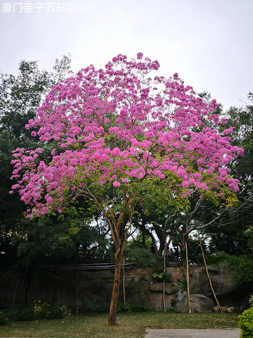 一棵开花的树,立马想起席慕蓉的那首诗!一查,一树紫薇!