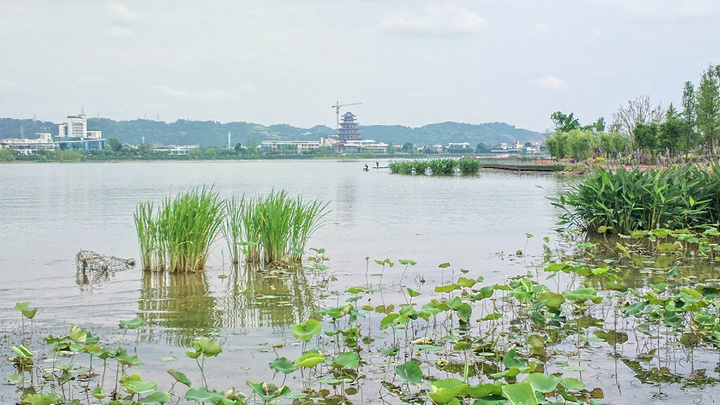 遂宁圣莲岛,是随着遂宁创建全国文明城市中增添的一道亮丽风景