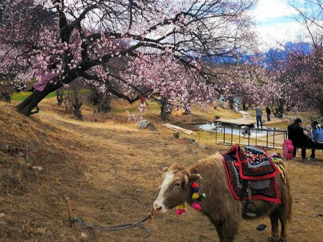 图为林芝嘎拉村的桃花林(作者摄)