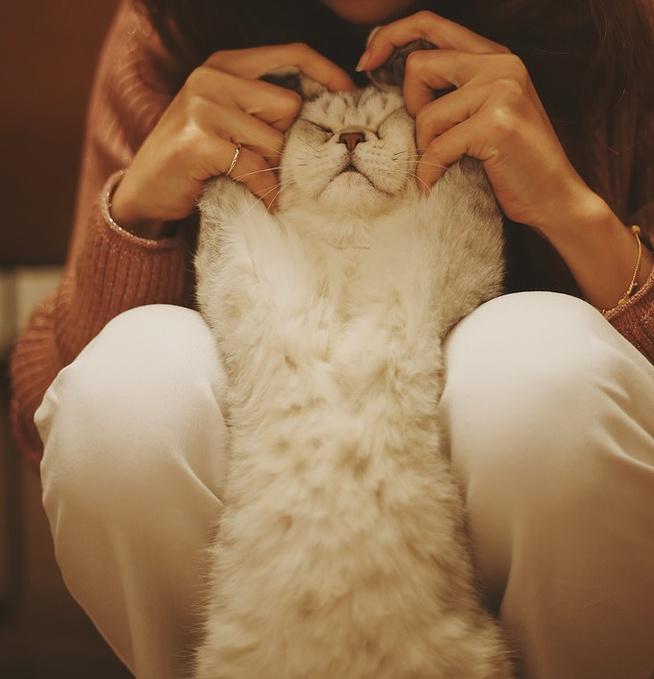 山时食堂 ≥▽≤人和猫的完美生活图片