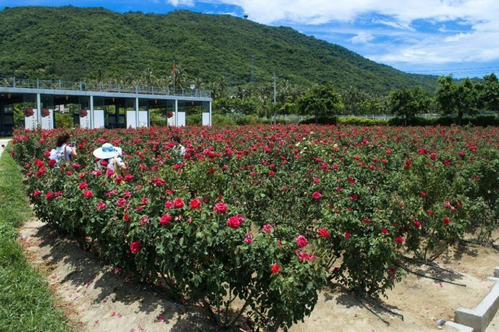 亚龙湾国际玫瑰谷