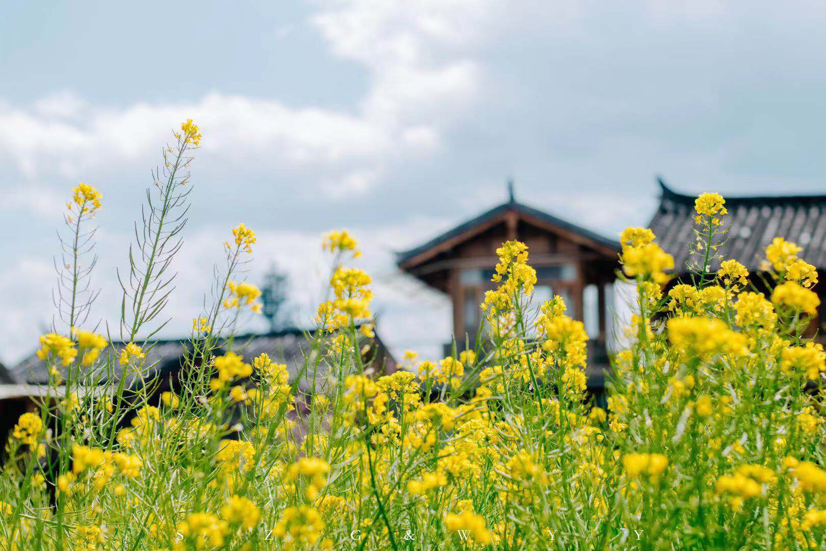 #踏青赏花记#想和你去云南 过一种春暖花开的生活