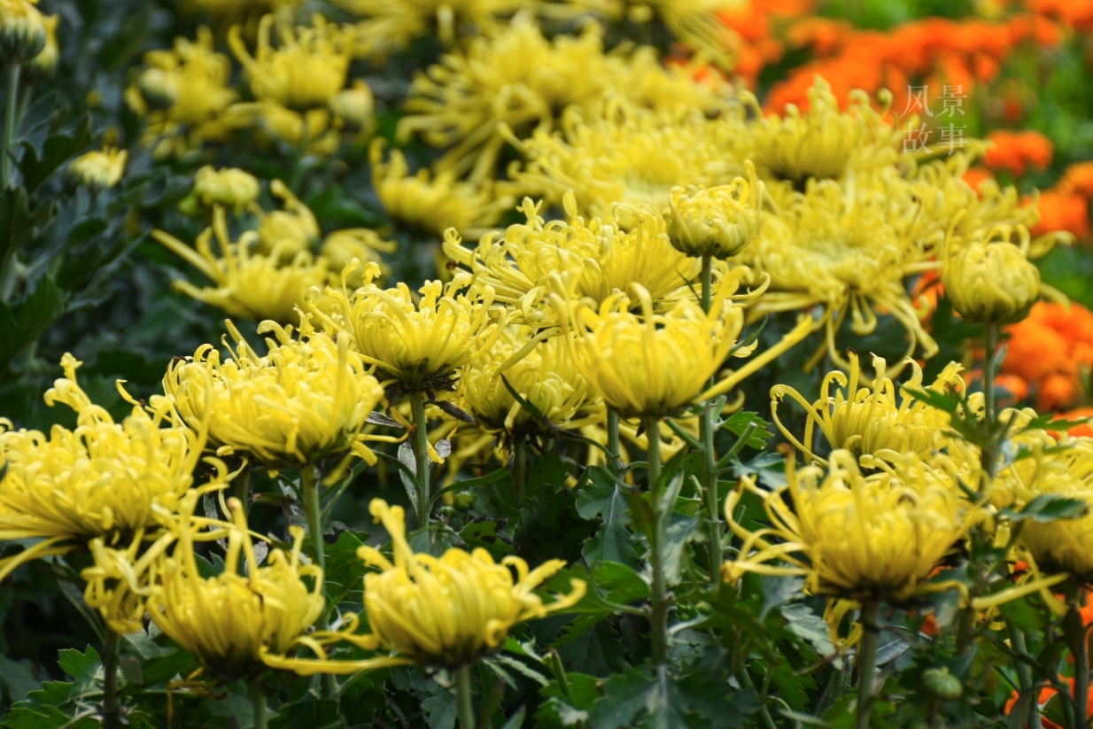 王城公园菊展抢先看：菊花提前绽放，十一假期正合适