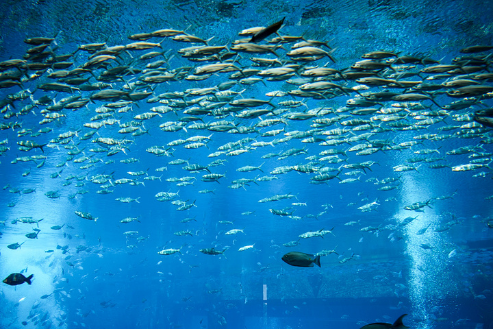 在超大的水族箱内看各种鱼儿游曳,这种来自大海的美好格外动人