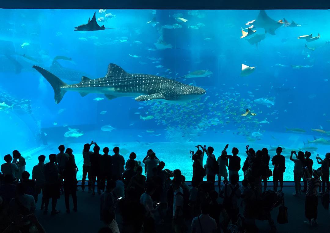 沖縄本島旅行の水族馆