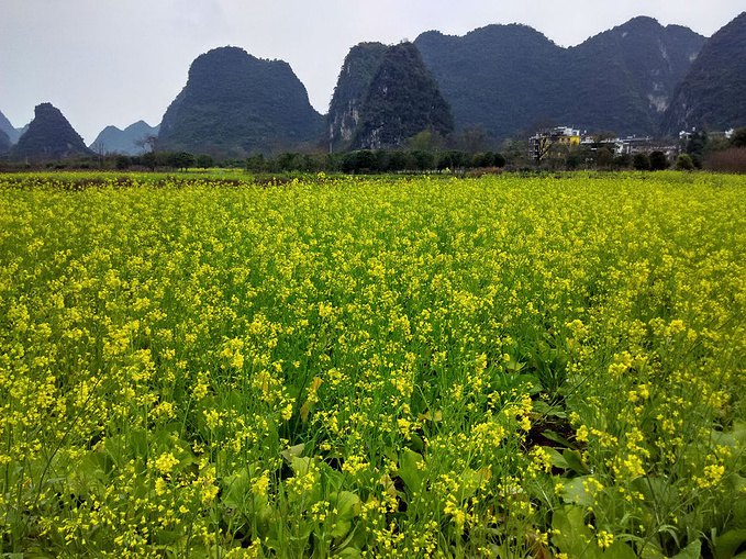 桂林阳朔油菜花图片