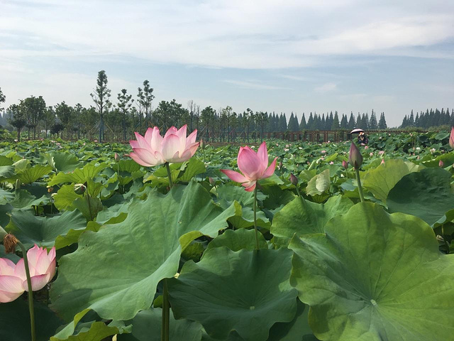 地址:上海市崇明县绿华镇堡湖路西沙国家湿地公园对面(崇明荷花博览