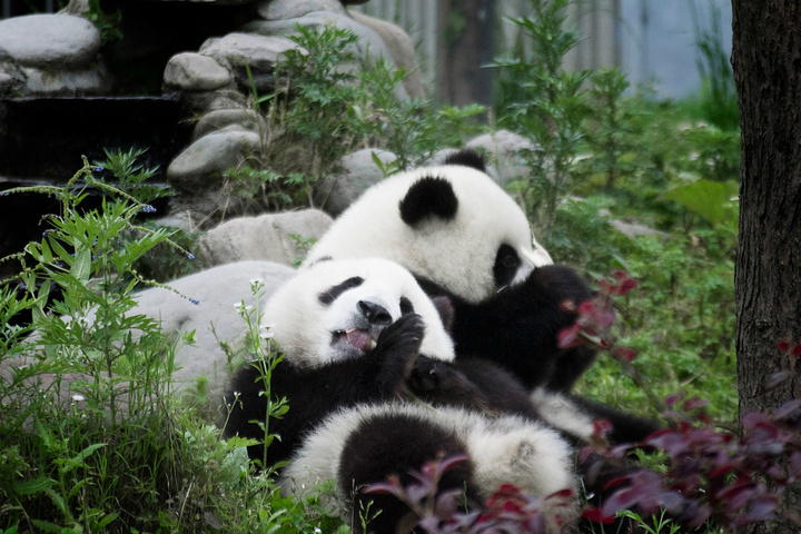 卧龙大熊猫保护区作为国内最好的熊猫基地之一里面的熊猫……可爱到