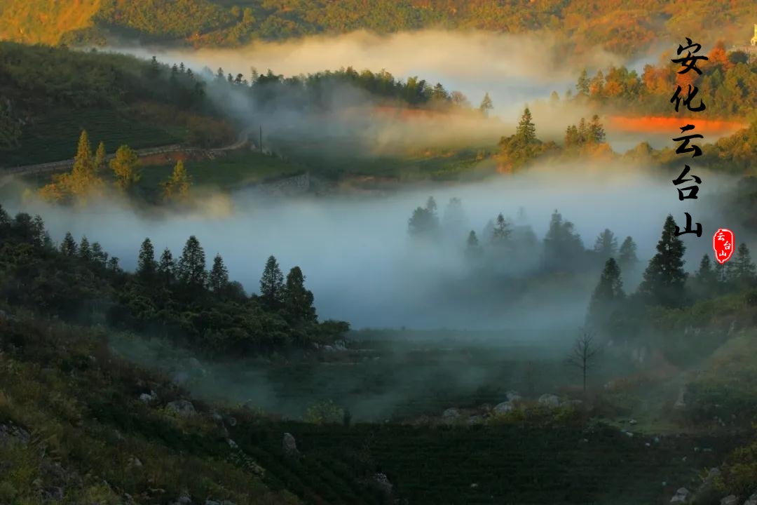 云台山风景区——我穿过翠绿的荷花池，喝醇香的擂茶