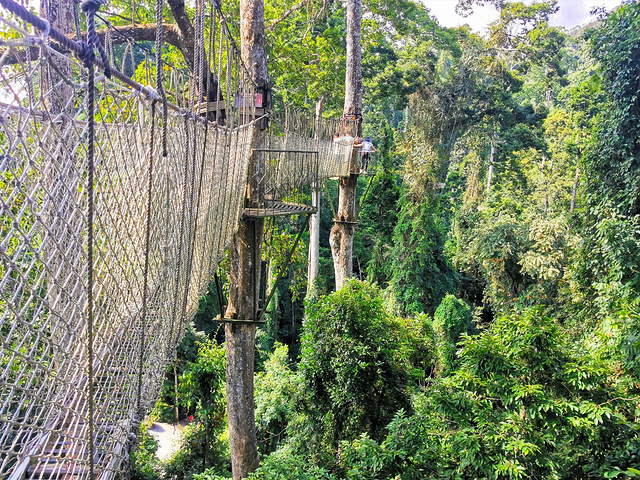 西双版纳热带雨林国家公园望天树景区"的评论图片