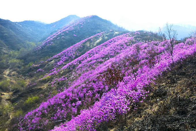 花期将至:记岫岩映山红景区之行